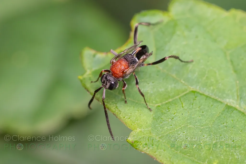 Hyptia reticulata - photo 2