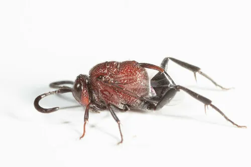 Hyptia thoracica