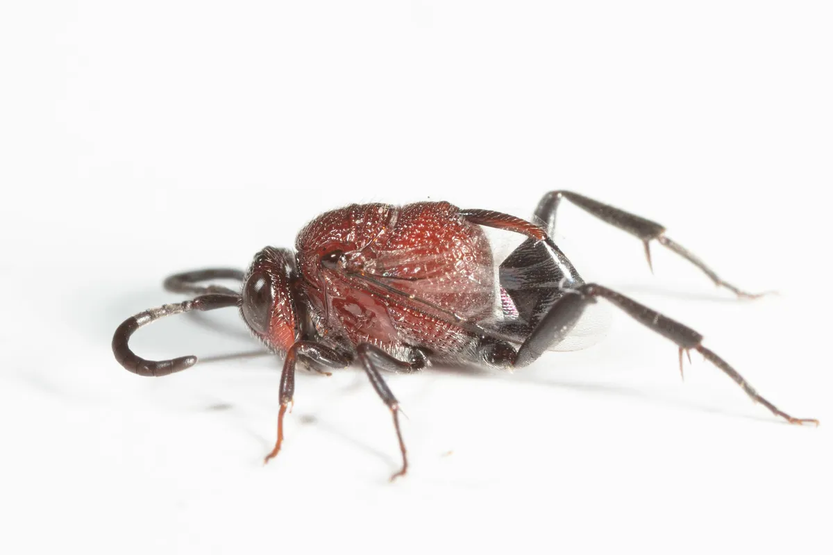 Hyptia thoracica - photo 3