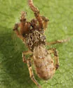 Hyptiotes cavatus