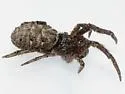Hyptiotes cavatus - photo 2