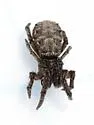 Hyptiotes cavatus - photo 3