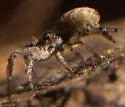 Hyptiotes cavatus - photo 4