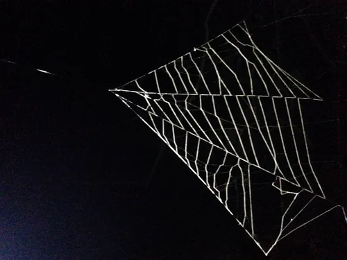 Gertsch's Triangleweaver - photo 5