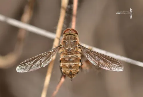 Hyrmophlaeba bellula