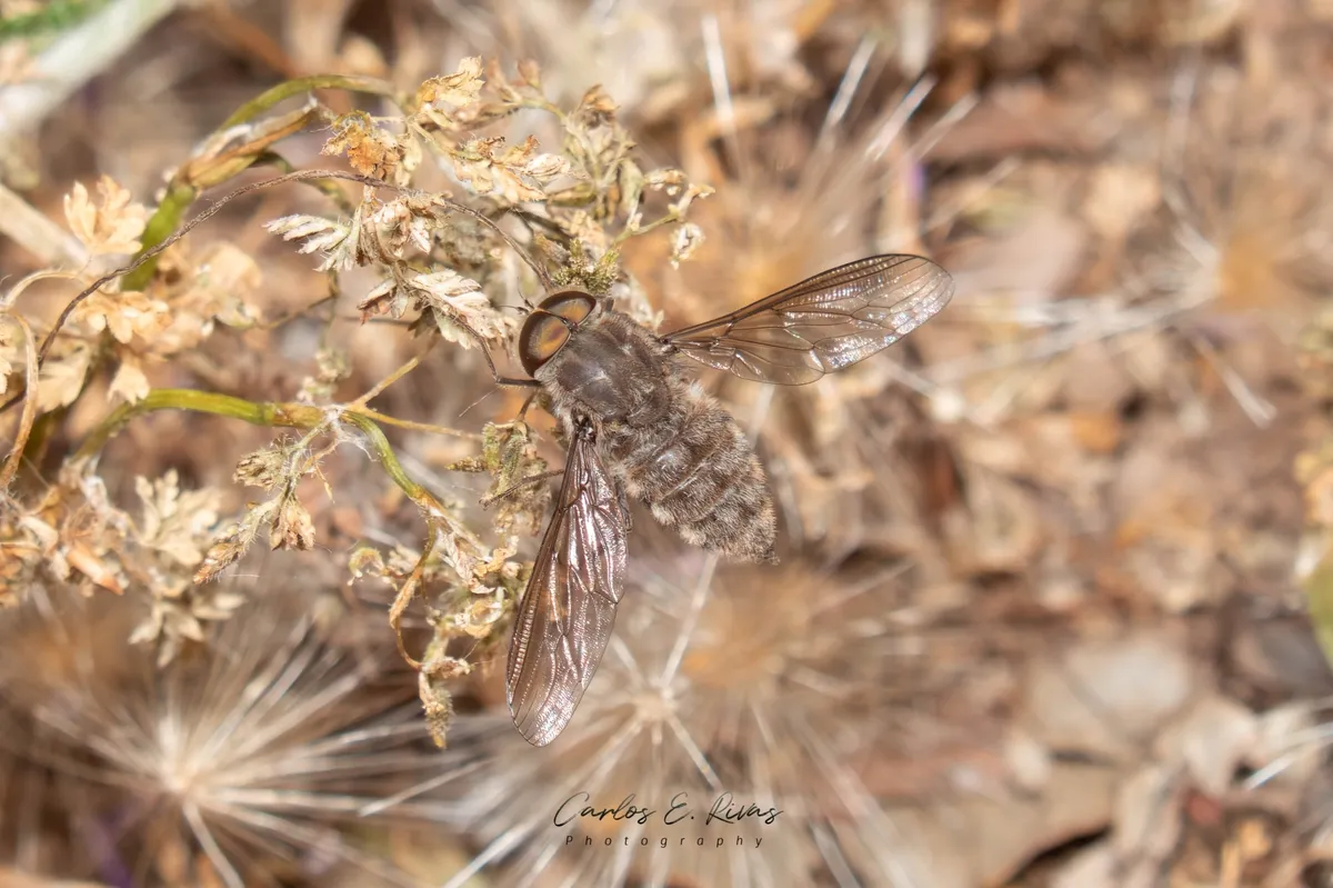 Hyrmophlaeba paraluctuosa - photo 3