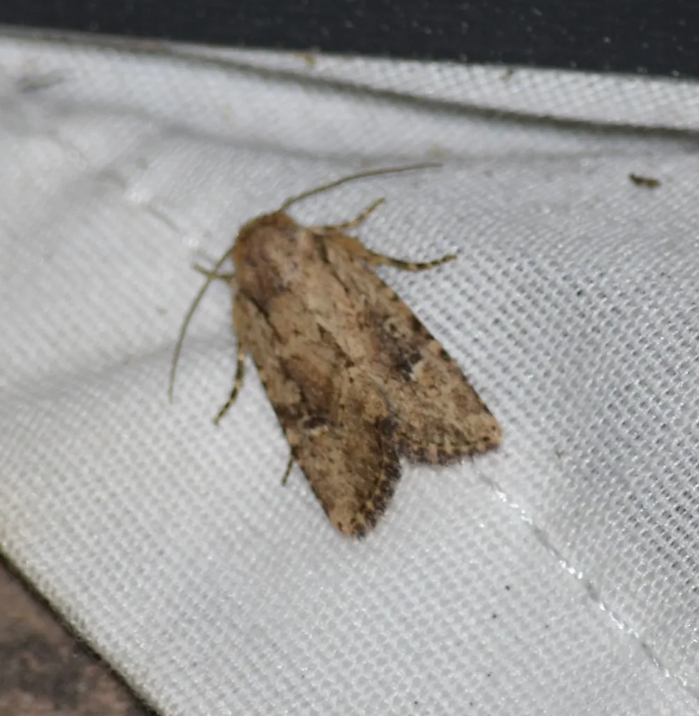 Hyssia degenerans - Hodges#10597.1 - photo 2
