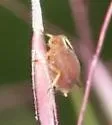 Rusty Plum Aphid