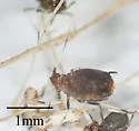 Rusty Plum Aphid - photo 2
