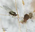 Rusty Plum Aphid - photo 3