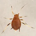 Rusty Plum Aphid - photo 4