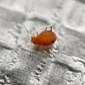 Rusty Plum Aphid - photo 5