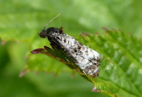 Hysterophora maculosana - photo 2
