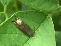Hystrichophora loricana - Hodges#3397