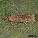 Hystrichophora stygiana - Hodges#3391 - photo 3