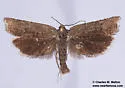 Hystrichophora stygiana - Hodges#3391 - photo 4