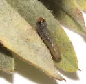 Hystrichophora taleana - Hodges#3395
