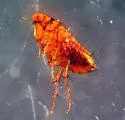Hystrichopsylla dippiei