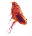 Hystrichopsylla dippiei - photo 2