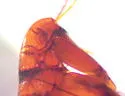 Hystrichopsylla dippiei - photo 3