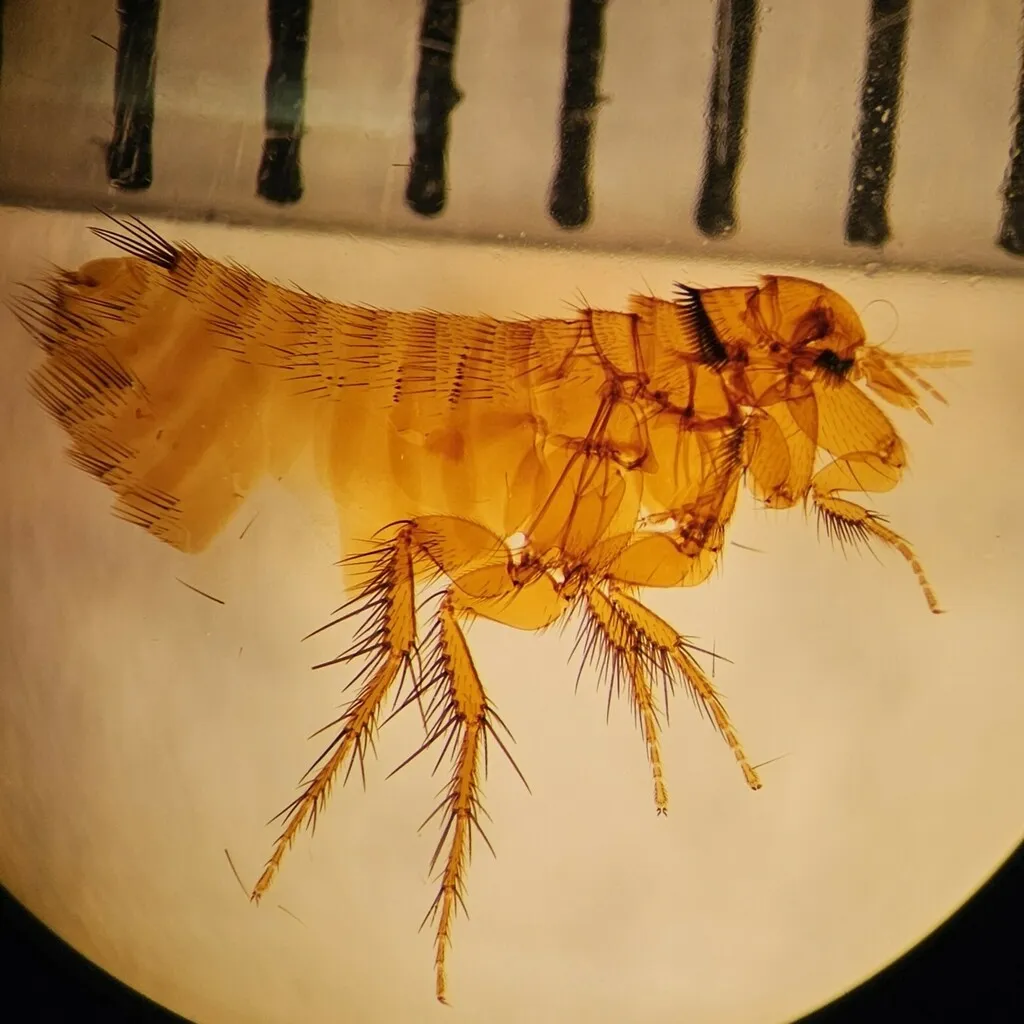 Hystrichopsylla occidentalis - photo 2