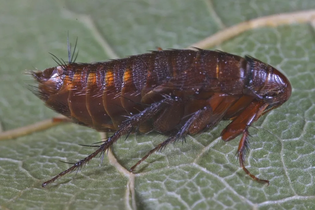 Hystrichopsylla schefferi - photo 2