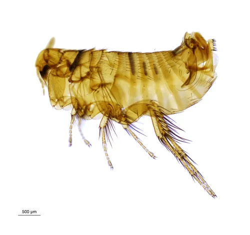 Mole Flea