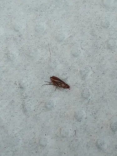 insectivore fleas - photo 2