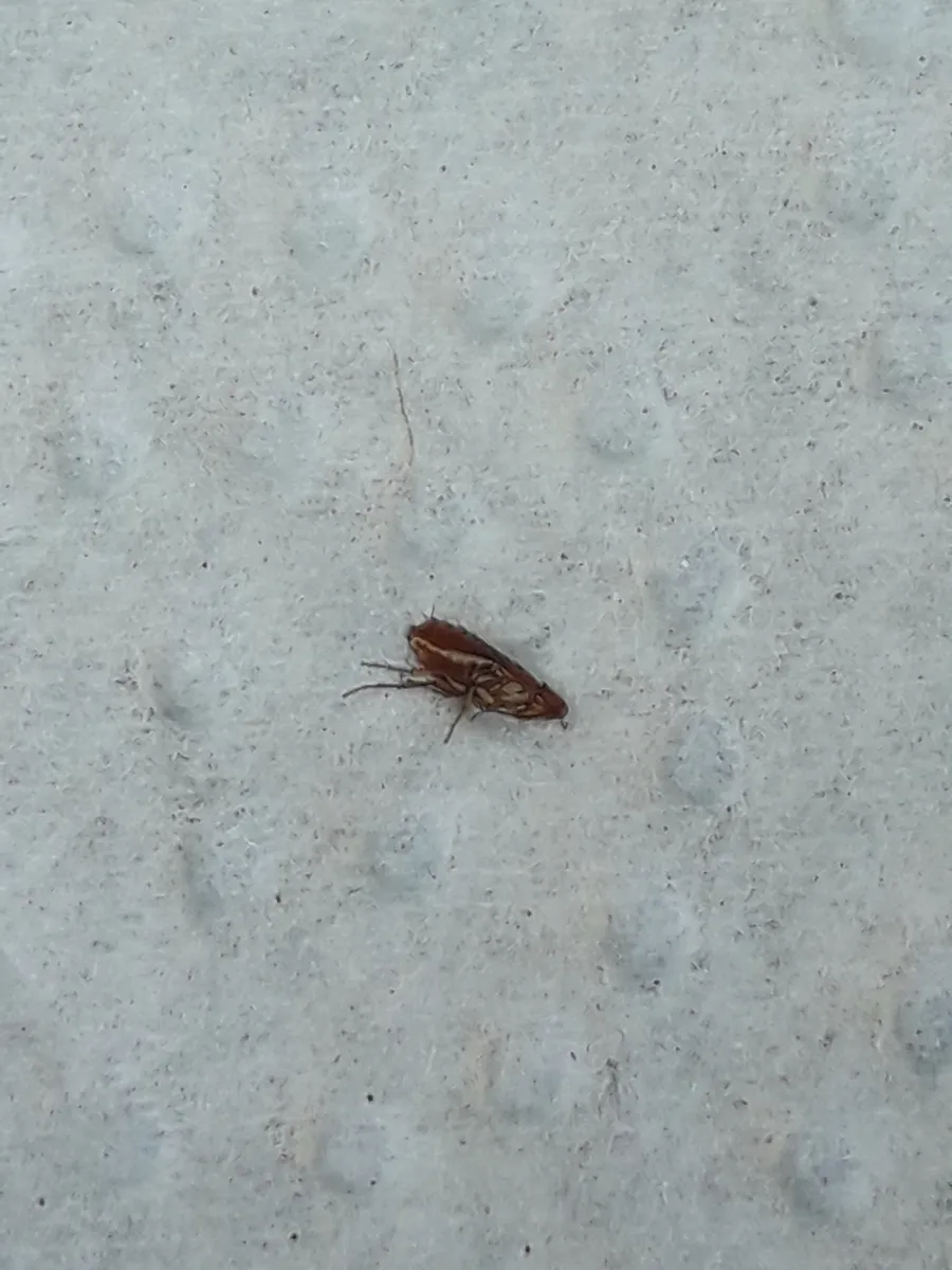 insectivore fleas - photo 3
