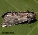 Ianassa coloradensis - Hodges#8015