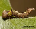 Ianassa coloradensis - Hodges#8015 - photo 2