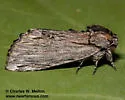 Ianassa coloradensis - Hodges#8015 - photo 4