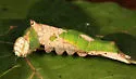 White-streaked Prominent - Hodges#8017
