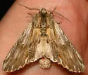 White-streaked Prominent - Hodges#8017 - photo 2