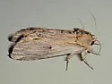 White-streaked Prominent - Hodges#8017 - photo 3