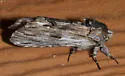 White-streaked Prominent - Hodges#8017 - photo 4