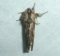 White-streaked Prominent - Hodges#8017 - photo 5