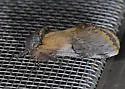 Pale Prominent - Hodges#8014