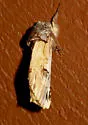 Pale Prominent - Hodges#8014 - photo 2