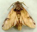 Pale Prominent - Hodges#8014 - photo 3