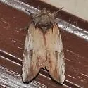 Pale Prominent - Hodges#8014 - photo 4