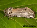 Ianassa perangulata - Hodges#8016
