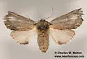 Ianassa perangulata - Hodges#8016 - photo 2