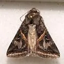 Ianius mosca - Hodges#8611