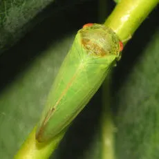 Iassus lanio - Iassus lanio