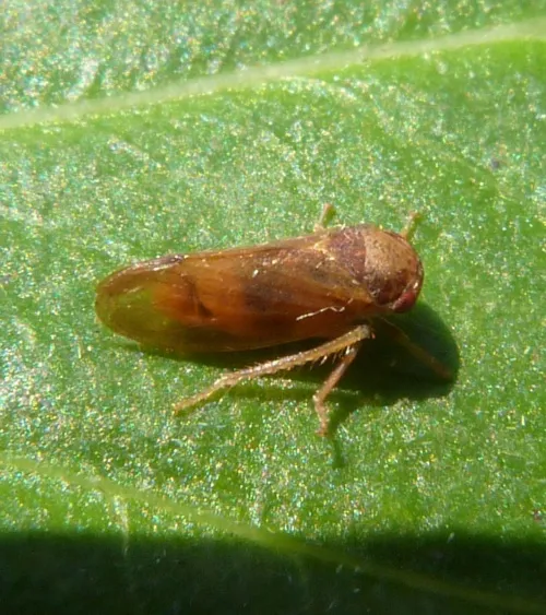 Iassus lanio - photo 2