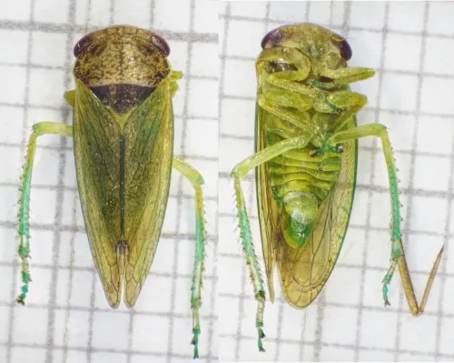 Iassus lanio - photo 5