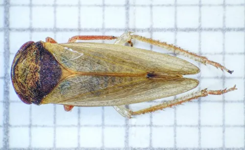 Iassus lanio - photo 6