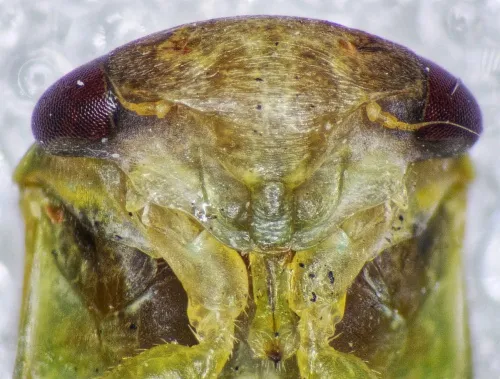 Iassus lanio - photo 8