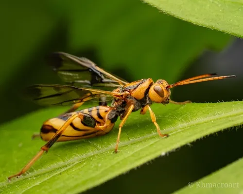 Ibalia anceps - photo 2